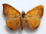Achaea xanthoptera